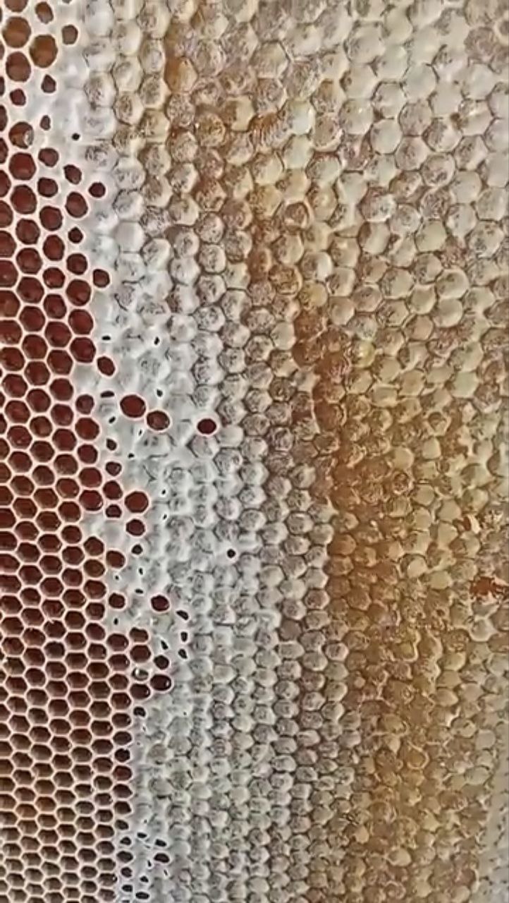 عسل با موم گون کوهی خرید